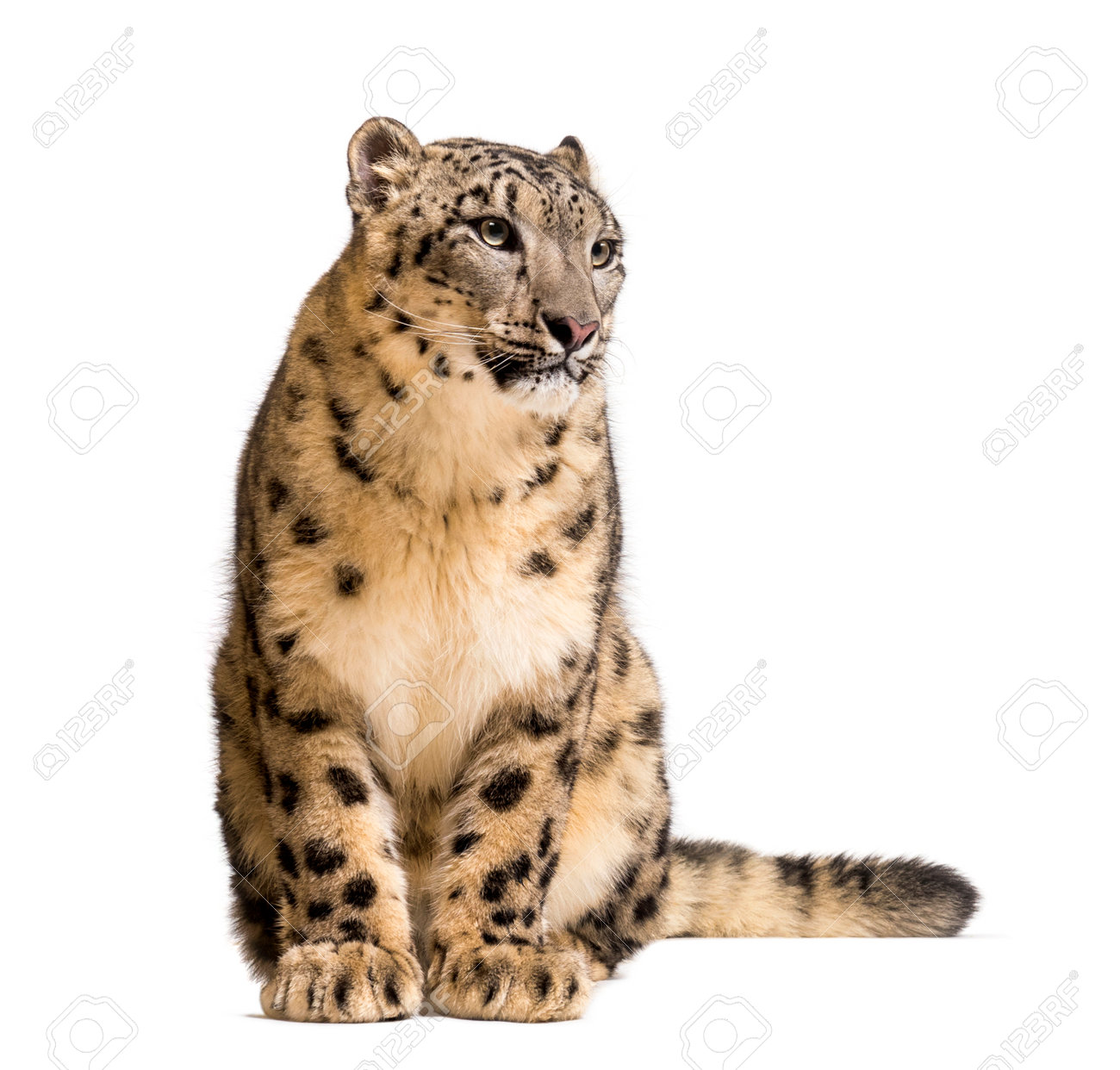 Snow leopard, Panthera uncia, also known as the ounce sitting against white background - 144446338 Snow leopard, Panthera uncia, also known as the ounce sitting against white background - 144446338