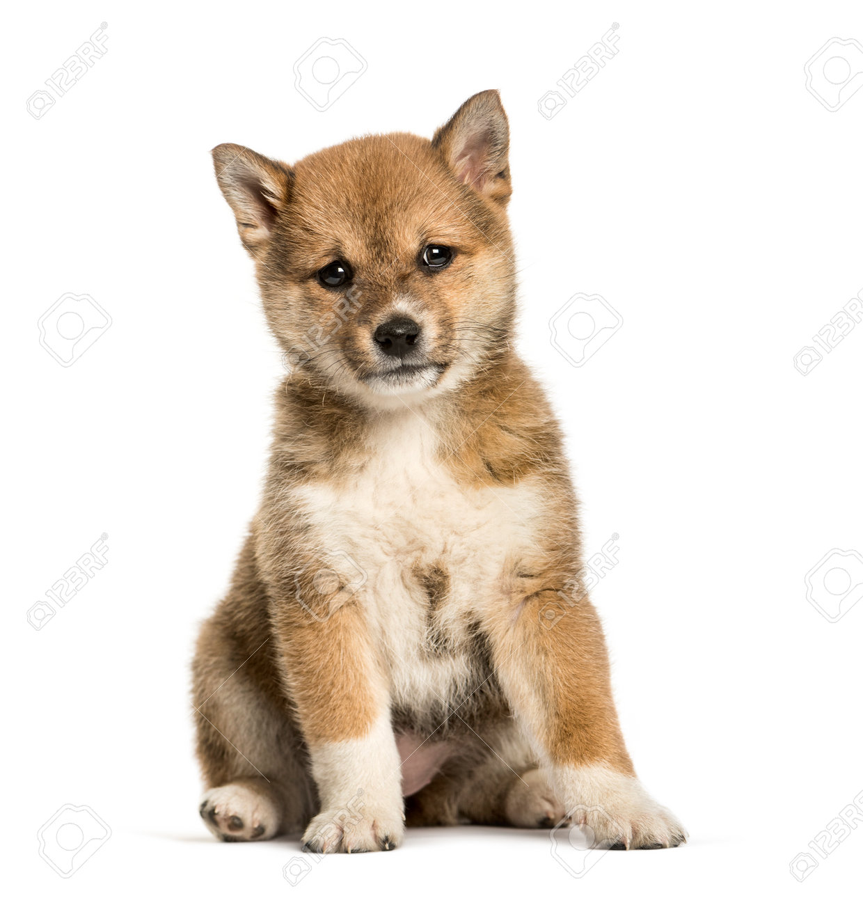 8 week shiba inu