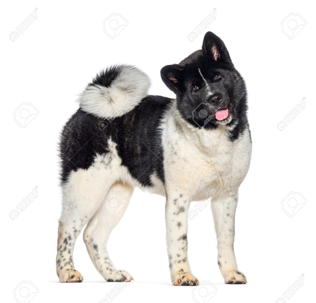 ただのいぬ B】秋田犬ポストカード(まる）*:東北MONO WEB SHOP通販｜JRE