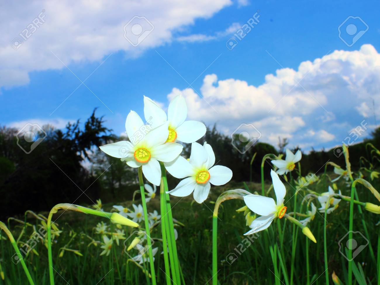 白い水仙 水仙の花のクローズ アップ の写真素材 画像素材 Image