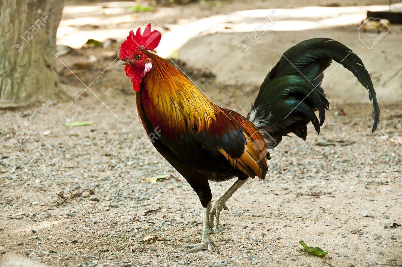 20224730-gallo-de-colores.jpg