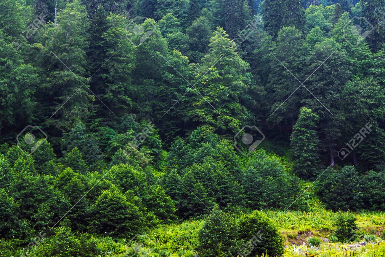 Tropical Botanical Garden Wall Mural | Ever Wallpaper – Everwallpaper, image size:1300x866