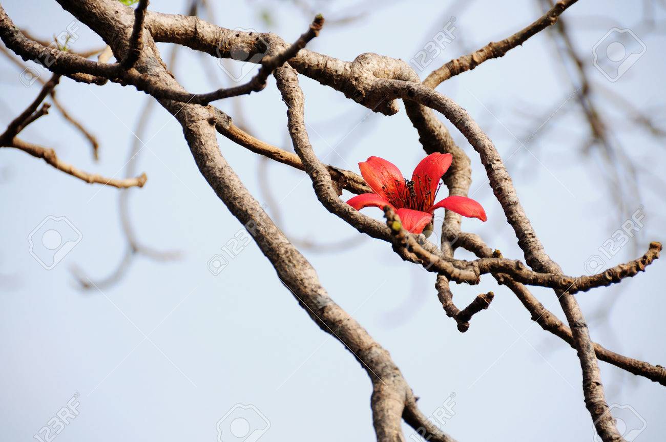 Red Silk Cotton Tree Flower Stock Photo Picture And Royalty Free Image Image