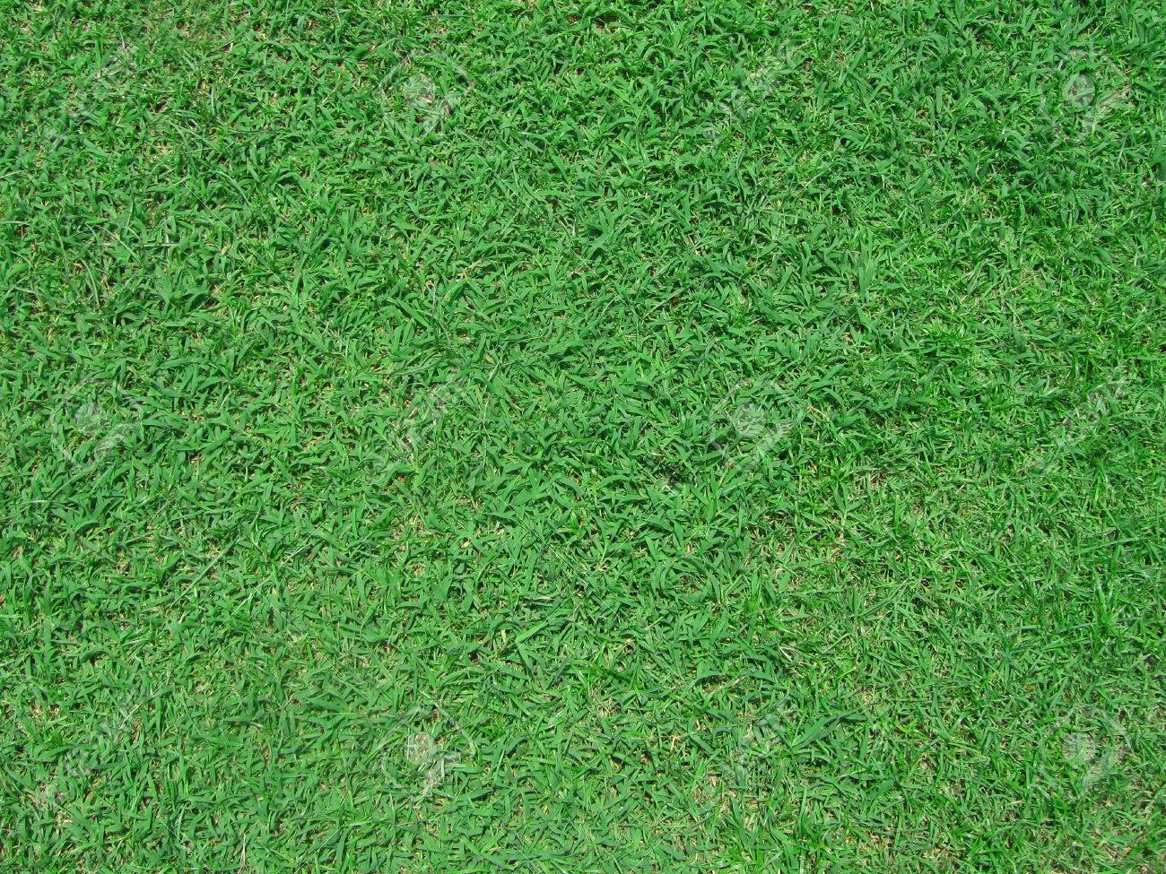 草のディテールとテクスチャー緑色の草地を見て草背景 の写真素材 画像素材 Image