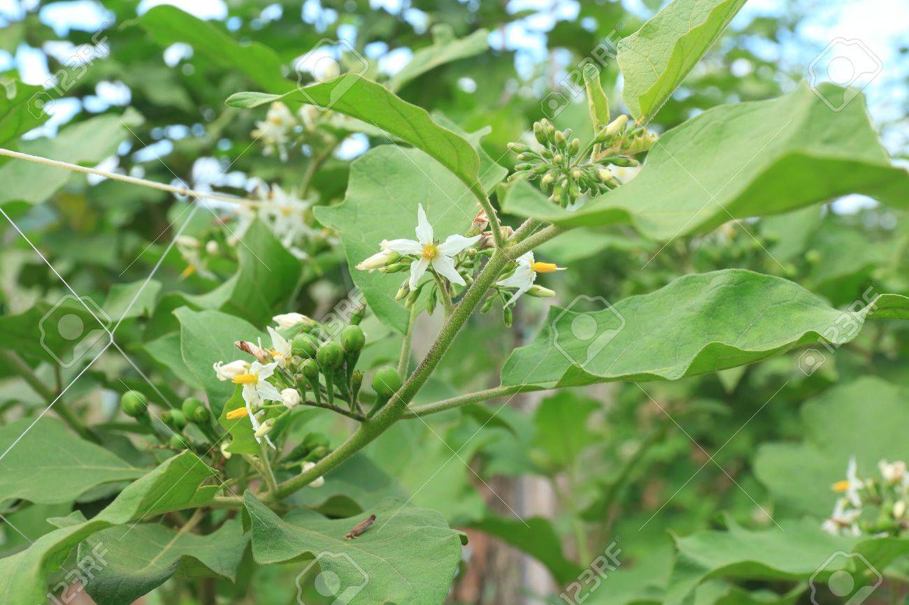 Kết quả hình ảnh cho Solanum torvum Sw.