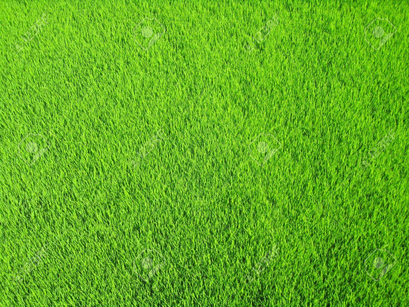Eine Gesunde Grune Gras Hintergrund Mit Textur Lizenzfreie Fotos Bilder Und Stock Fotografie Image