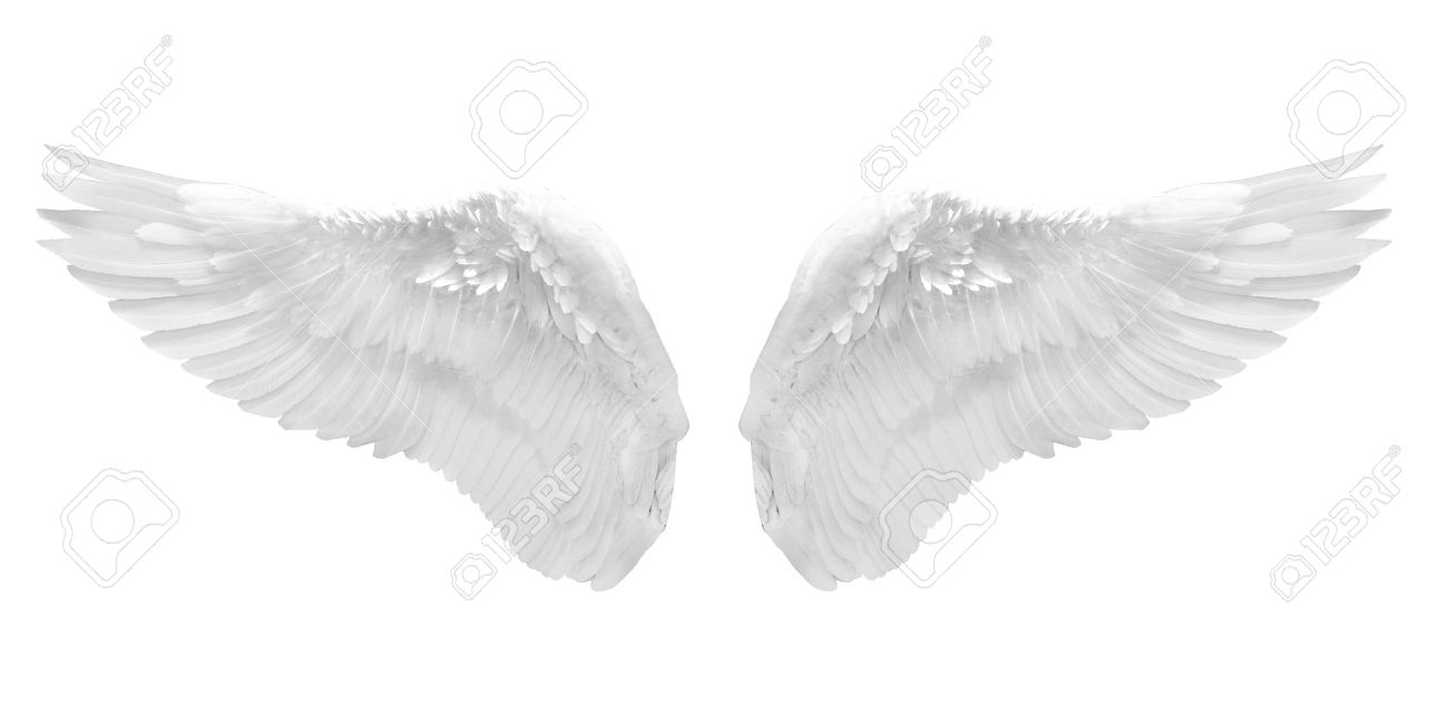 white angel wing isolated stock photo picture and royalty free