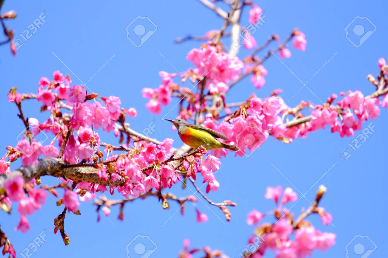 Sakura Japonais Ou Fleur De Cerisier Et Oiseau Au Parc National De Doi Ang Khang Chiang Mai Thaïlande