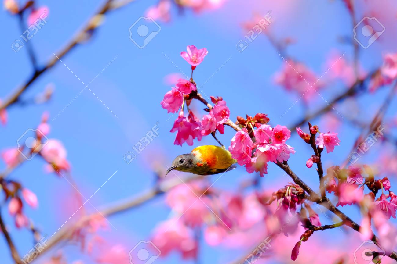 Sakura Japonais Ou Fleur De Cerisier Et Oiseau Au Parc National De Doi Ang Khang Chiang Mai Thaïlande