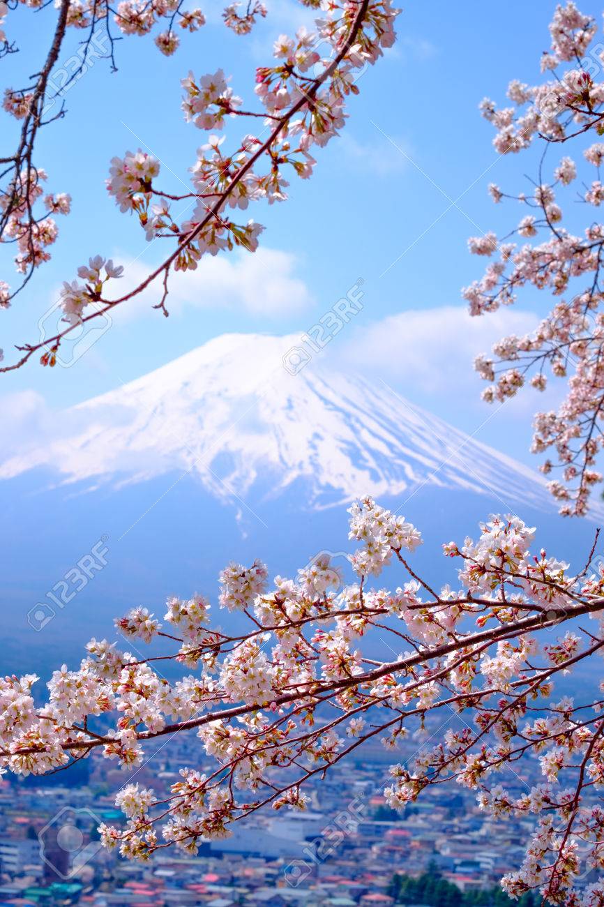 Mt Fuji And Cherry Blossom In Japan Spring Season (Japanese Call Sakura )  Selective Focus Stock Photo, Picture and Royalty Free Image. Image 70543866., image size:866x1300