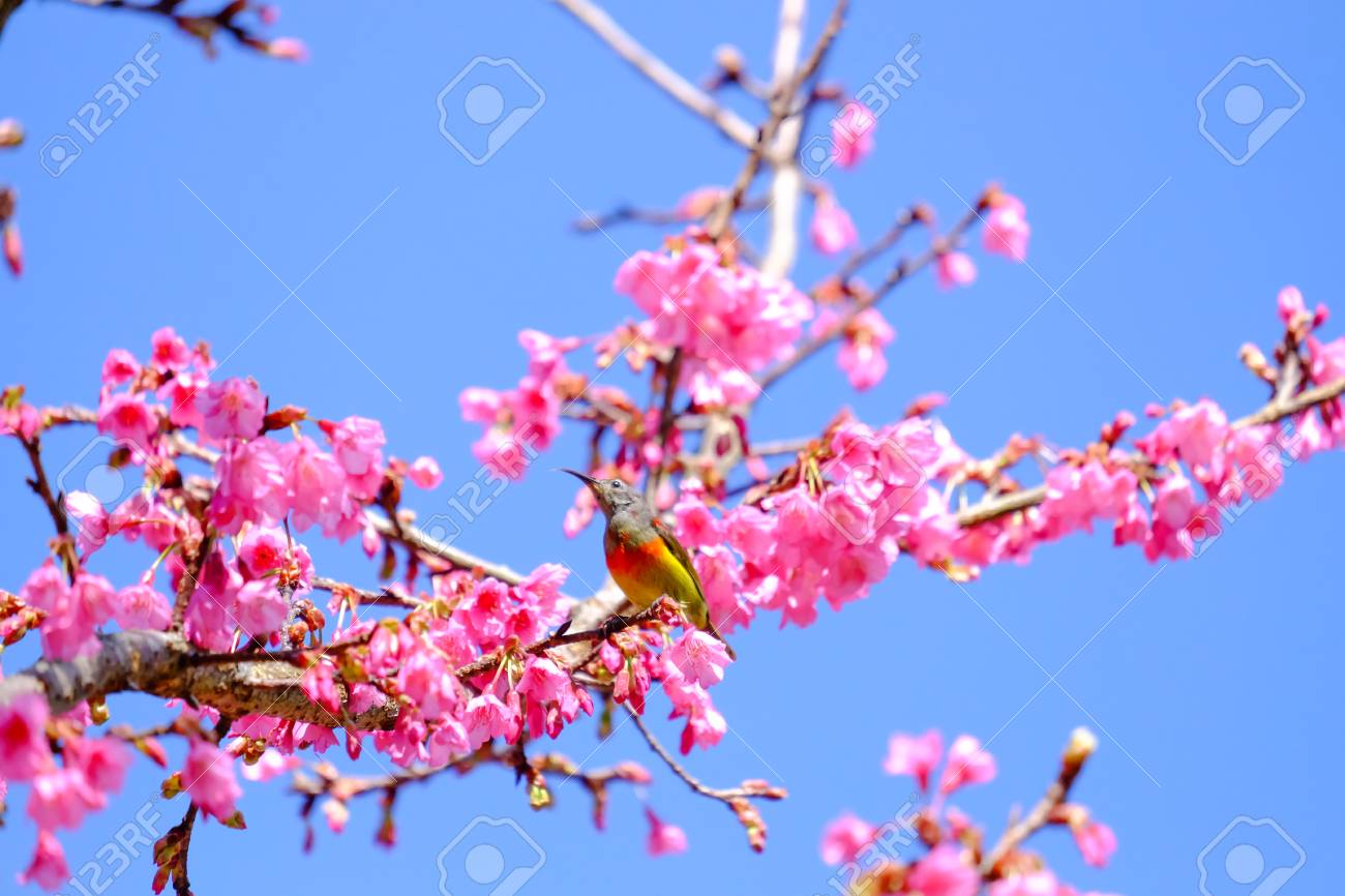 Sakura Japonais Ou Fleur De Cerisier Et Oiseau Au Parc National De Doi Ang Khang Chiang Mai Thaïlande