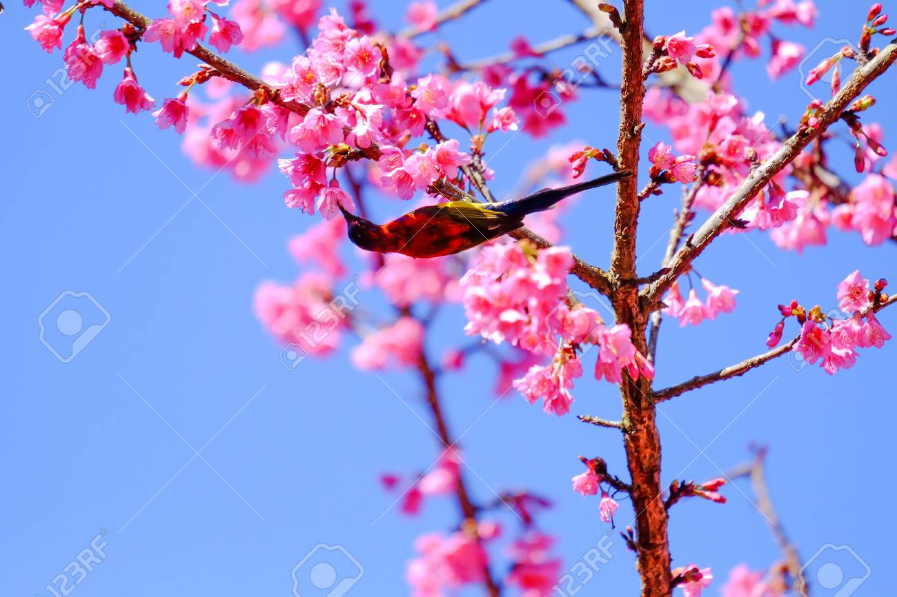 Sakura Japonais Ou Fleur De Cerisier Et Oiseau Au Parc National De Doi Ang Khang Chiang Mai Thaïlande