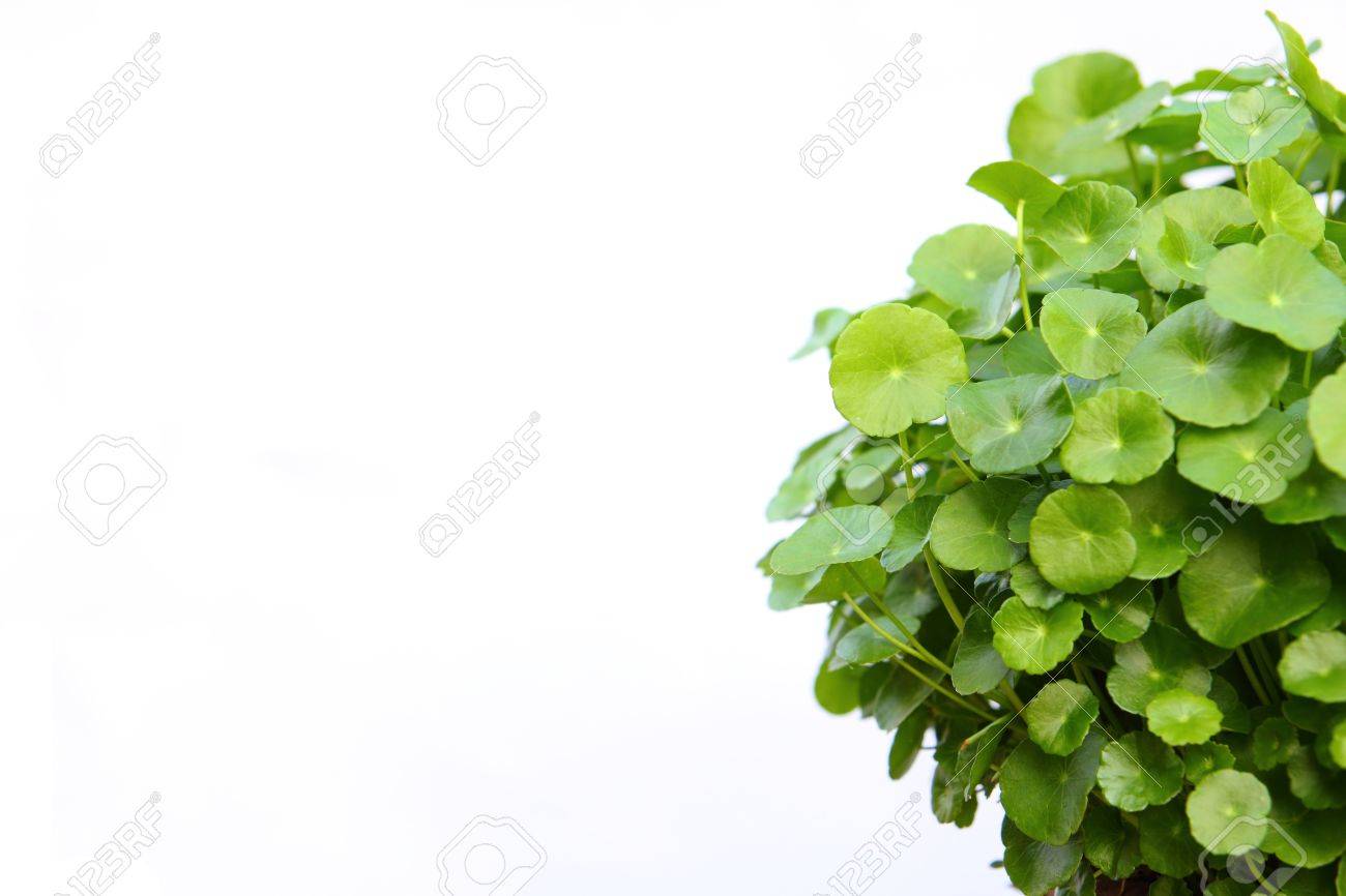 Gotu kola(Centella asiatica), arthritis herb - 8331302 Gotu kola(Centella asiatica), arthritis herb - 8331302
