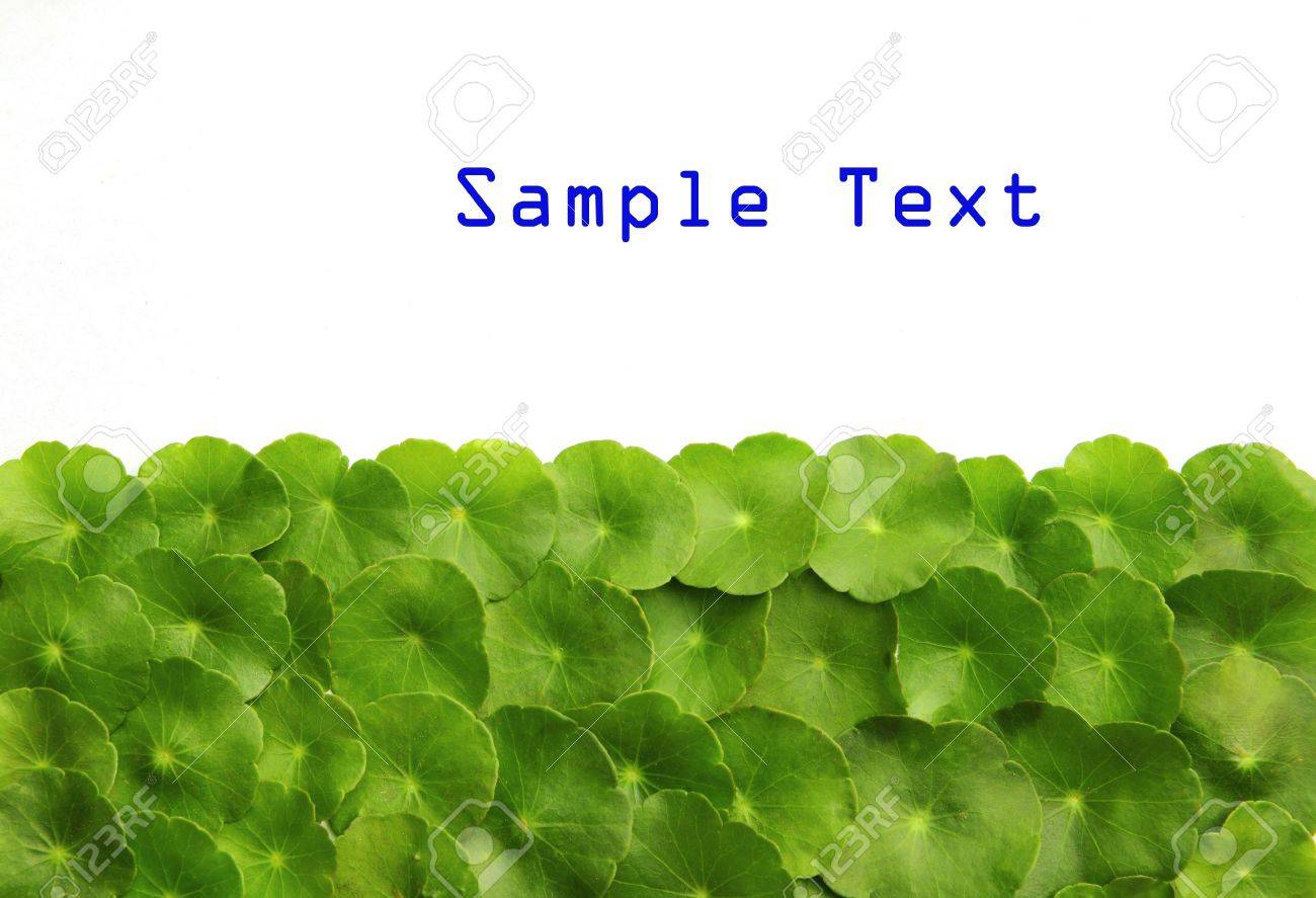 Gotu kola(Centella asiatica), arthritis herb - 8417541 Gotu kola(Centella asiatica), arthritis herb - 8417541