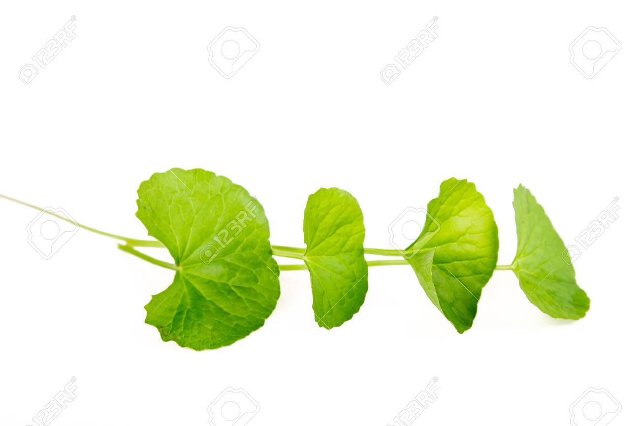 Herbal Thankuni leaves of indian subcontinent, Centella asiatica - 43044879 Herbal Thankuni leaves of indian subcontinent, Centella asiatica - 43044879