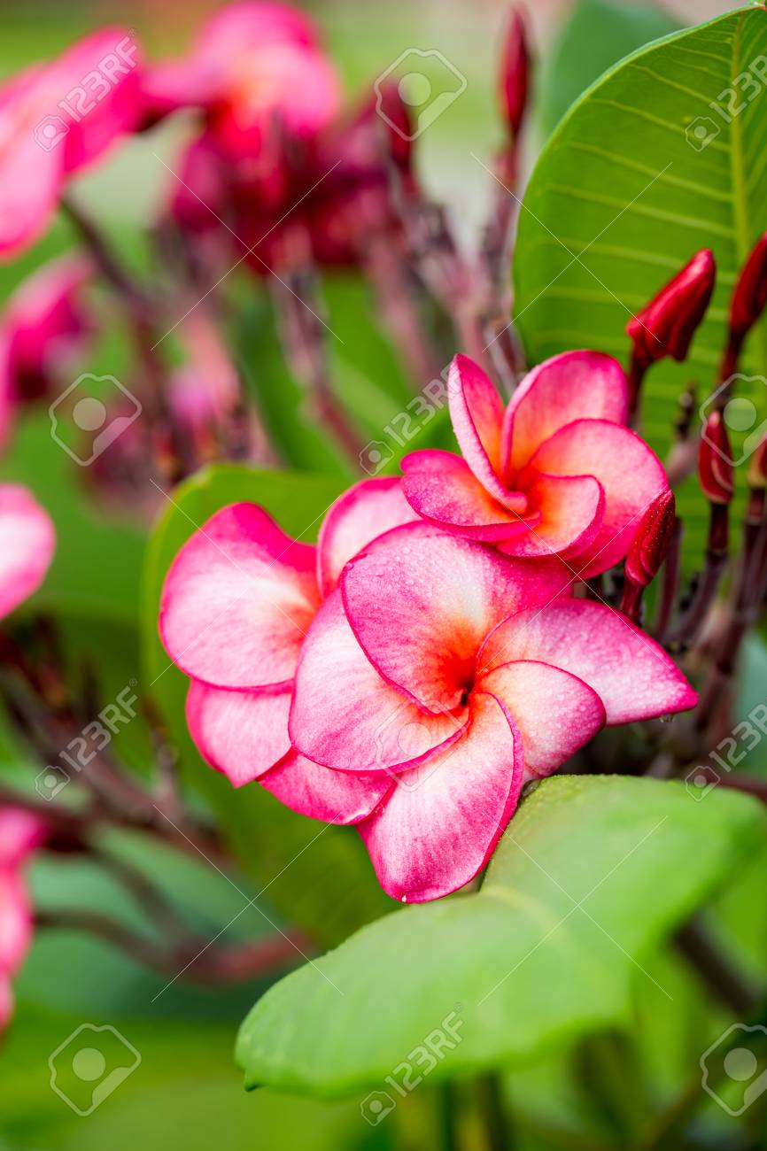 Роль аромата в привлечении насекомых