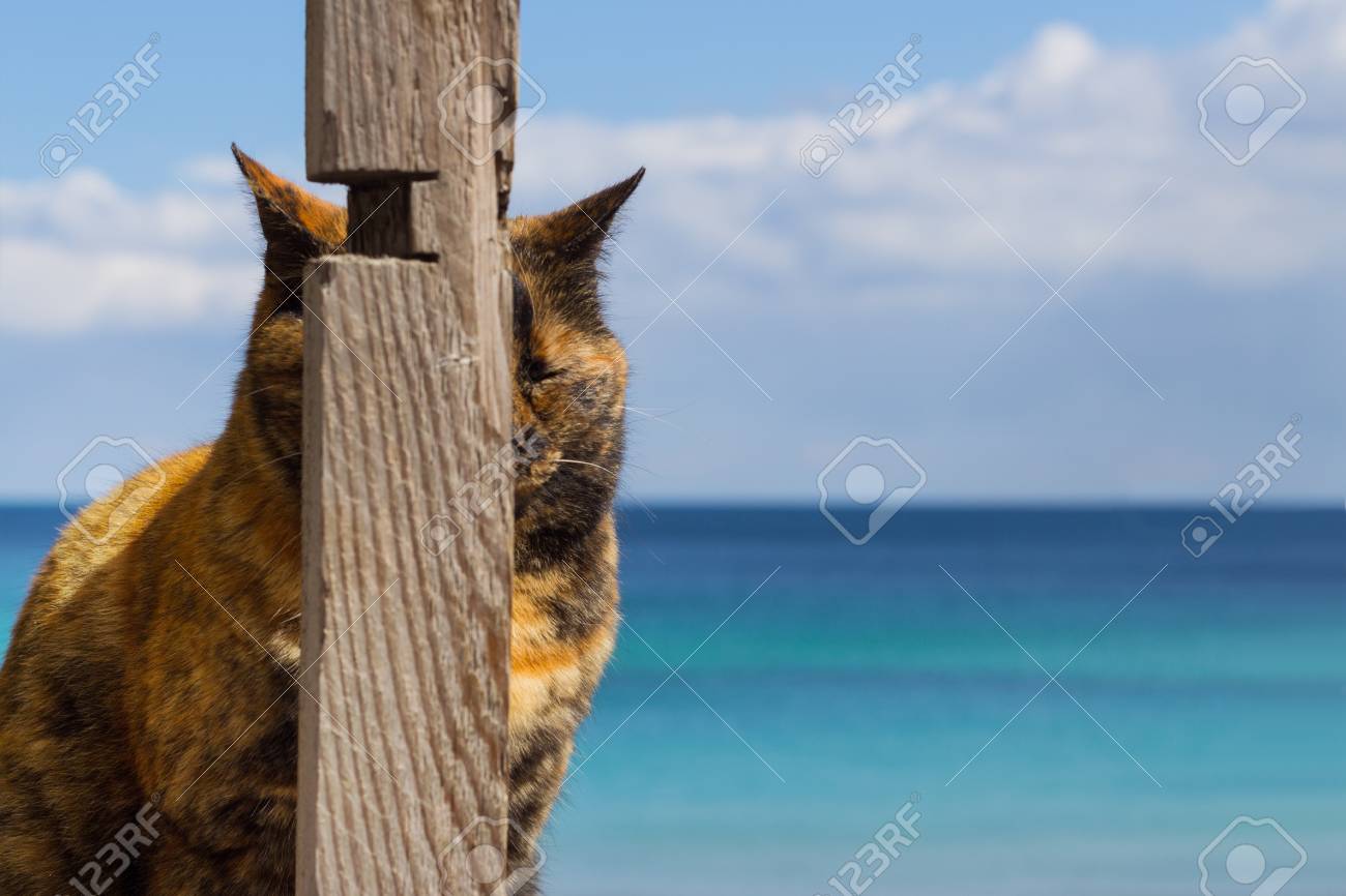 おもしろ猫は 海の背景には 木製の柱の陰に隠れた 選択と集中 の写真素材 画像素材 Image