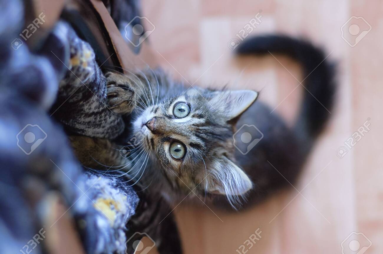 etiam-dictum-ipsum-a-felis