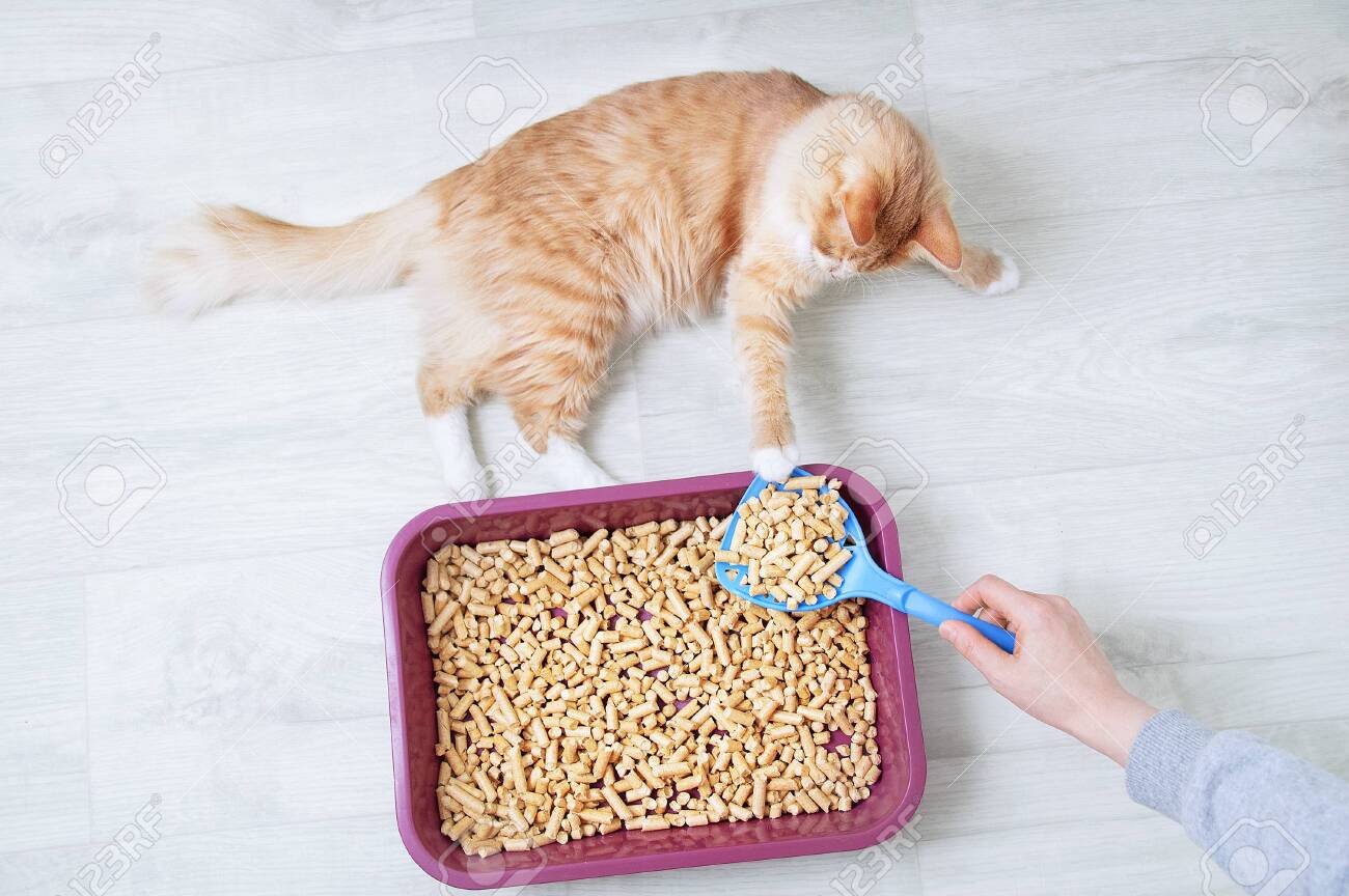 Wood shavings for cat litter close-up. Ginger cat at the tray. View from above. - 155502094 Wood shavings for cat litter close-up. Ginger cat at the tray. View from above. - 155502094