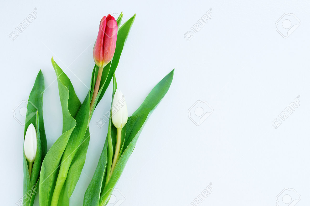 Three tulips on a white background. Place for your text. - 166396348 Three tulips on a white background. Place for your text. - 166396348