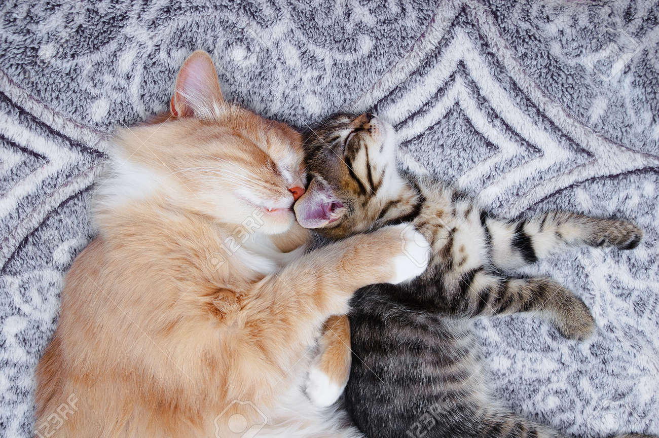 A small gray kitten and an adult cat are sleeping close up lying on the bed. View from above. - 171076333 A small gray kitten and an adult cat are sleeping close up lying on the bed. View from above. - 171076333