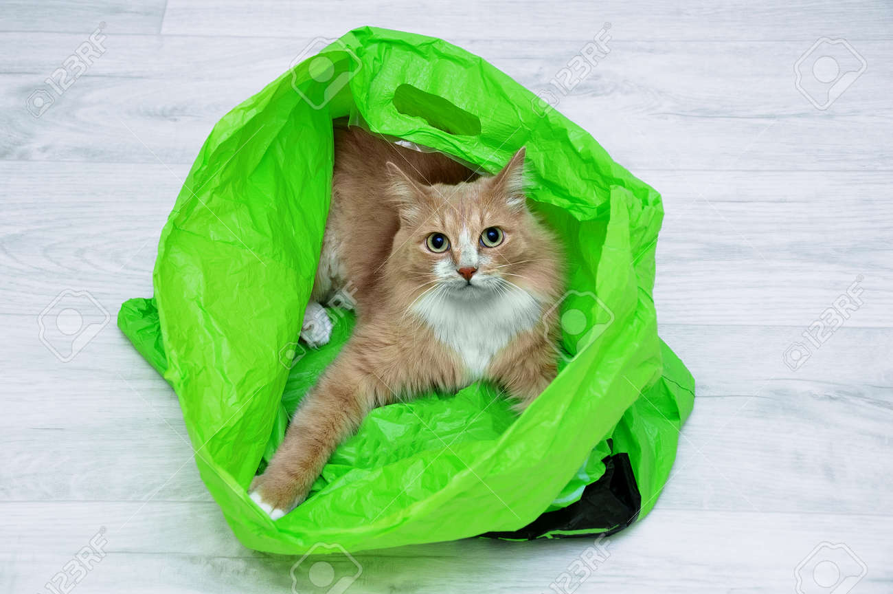 Beige cat in a green plastic bag lying on the floor of the room. - 171574303 Beige cat in a green plastic bag lying on the floor of the room. - 171574303