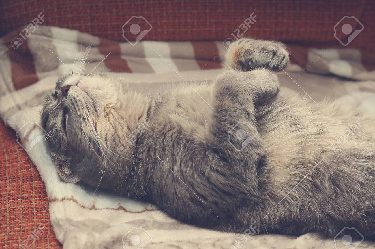 The Cat Is Sleeping On Its Back. The Breed Is Scottish Fold. Funny  Background, Cheers Up And Makes You Smile, Toned Stock Photo, Picture and  Royalty Free Image. Image 146558456.