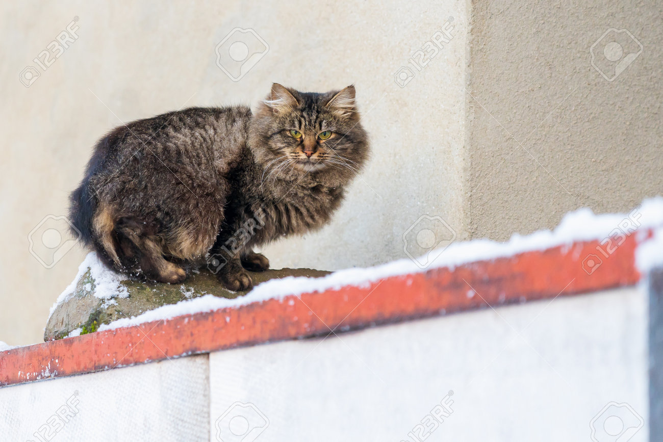 etiam-dictum-ipsum-a-felis