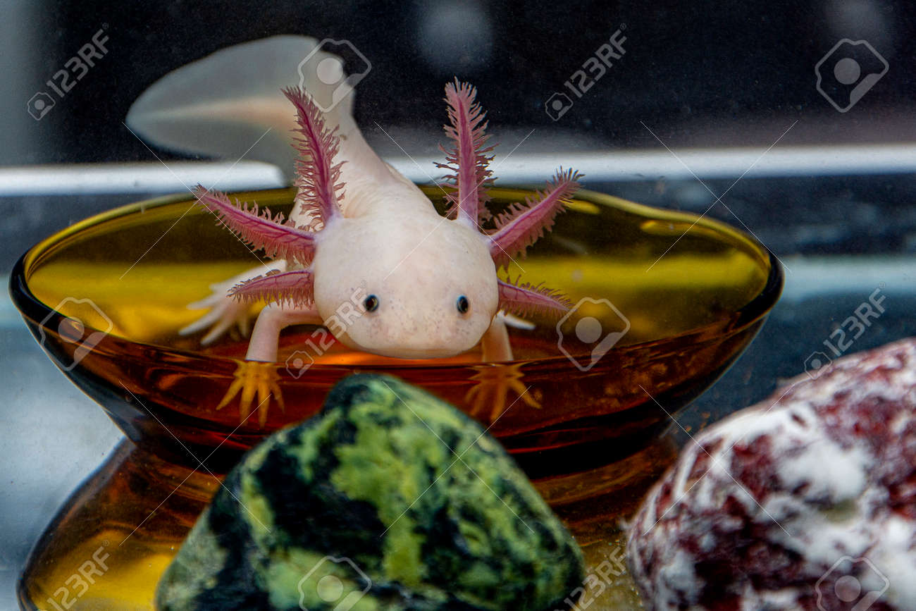 사랑스러운 Axolotl은 이국적인 수족관 애완 동물입니다. 로열티 무료 ..., حجم الصورة 1300x867