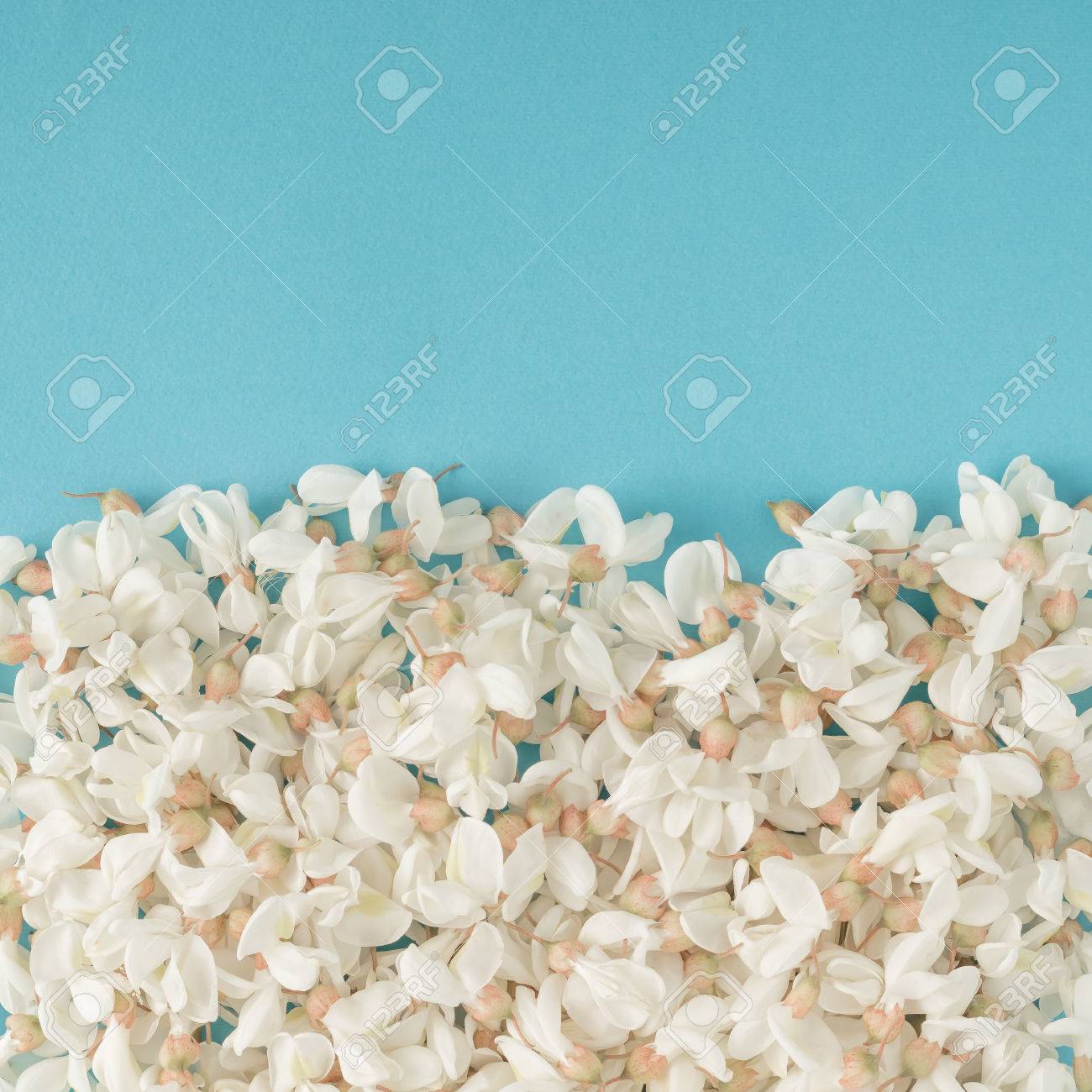 White flowers on blue background. Flat lay - 71478392 White flowers on blue background. Flat lay - 71478392