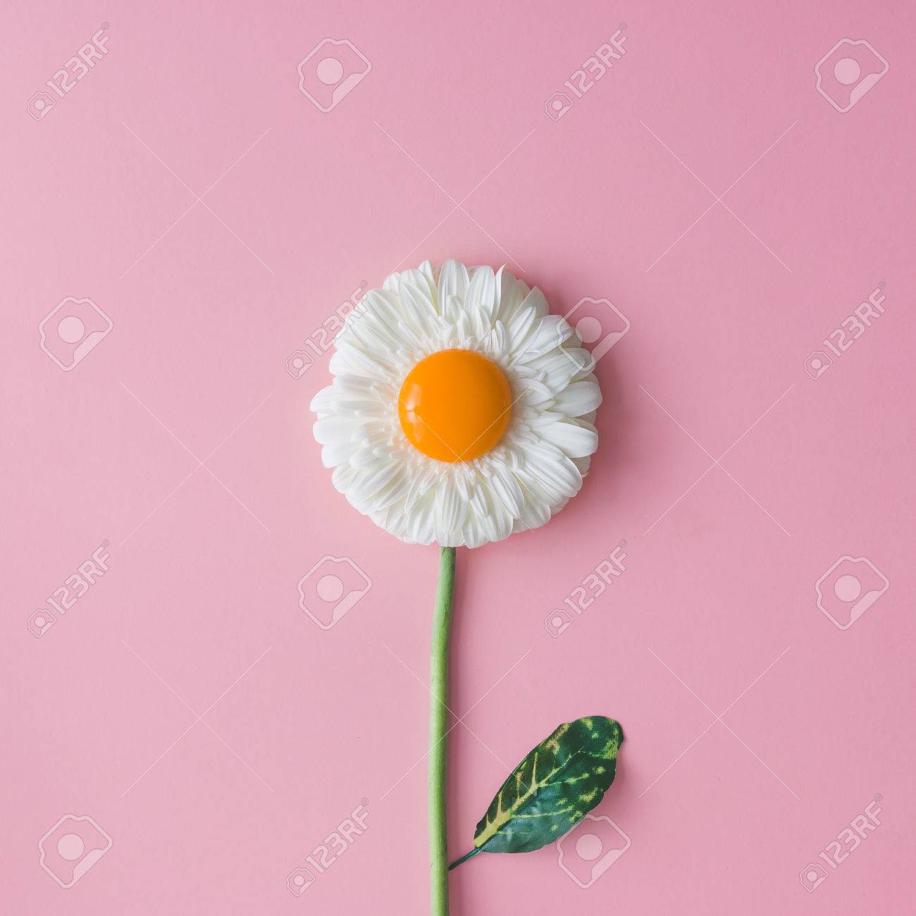 Daisy flower with egg yolk. Minimal concept. Flat lay. - 74236850 Daisy flower with egg yolk. Minimal concept. Flat lay. - 74236850