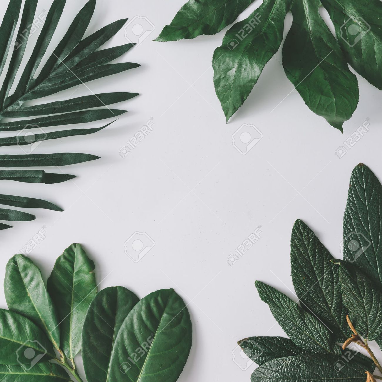 Creative minimal arrangement of leaves on bright white background. Flat lay. Nature concept. - 74236857 Creative minimal arrangement of leaves on bright white background. Flat lay. Nature concept. - 74236857