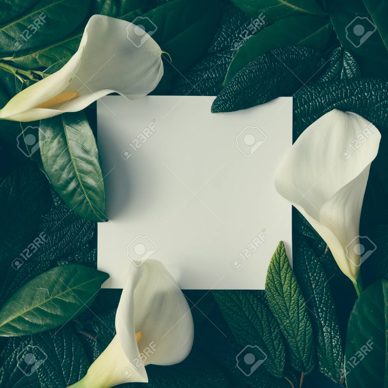 Creative layout made of green leaves and white flowers with paper card note. Flat lay. Nature concept - 74236948 Creative layout made of green leaves and white flowers with paper card note. Flat lay. Nature concept - 74236948