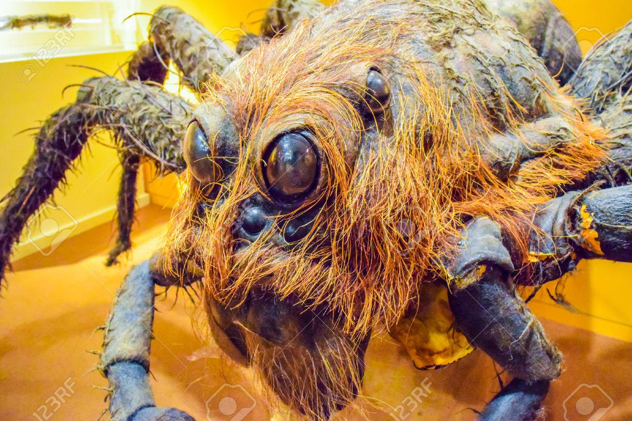 アメリカ合衆国 カリフォルニア州 ロサンゼルス ハリウッド 11 Janua 15 写真のワーナー ブラザーズの景色の中 スタジオ ツアー ハリウッド Vip ツアー ハリー ポッター ハリーの衣装マント ほうき クモ 本 車 ハリー ポッターは城 の写真素材