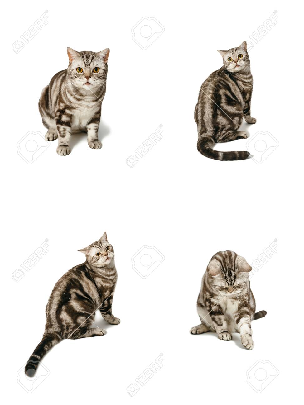 British Shorthair Cat Sitting Emotions Suspicion Fear