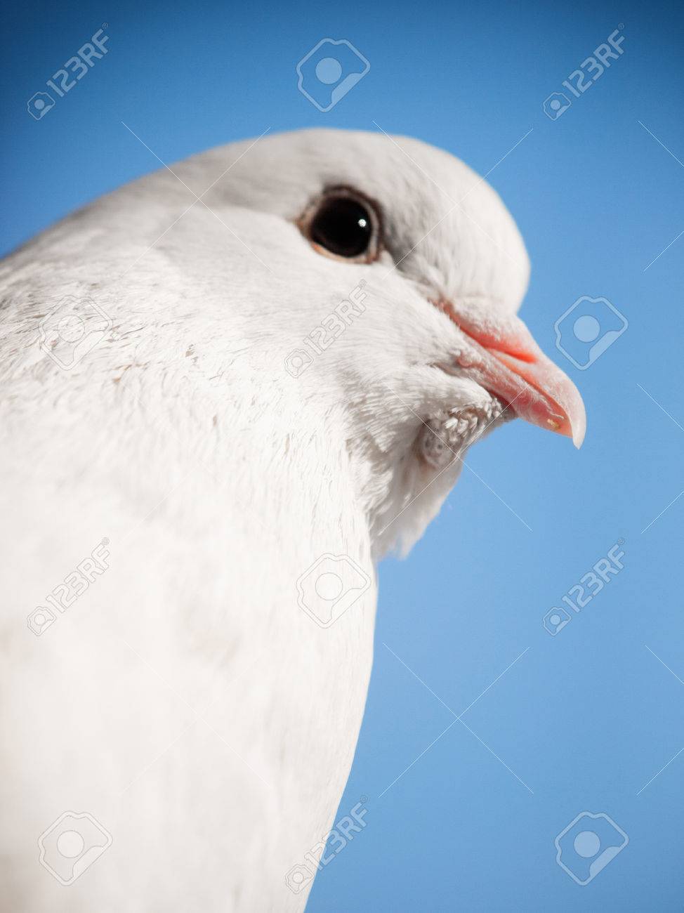 White Dove Close Up Stock Photo, Picture and Royalty Free Image