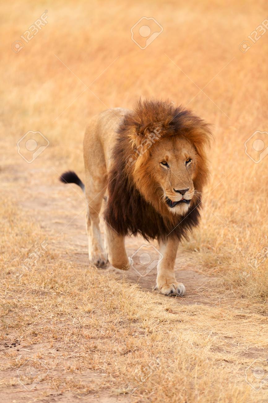 male lion walking in grass in masai mara kenya stock photo picture