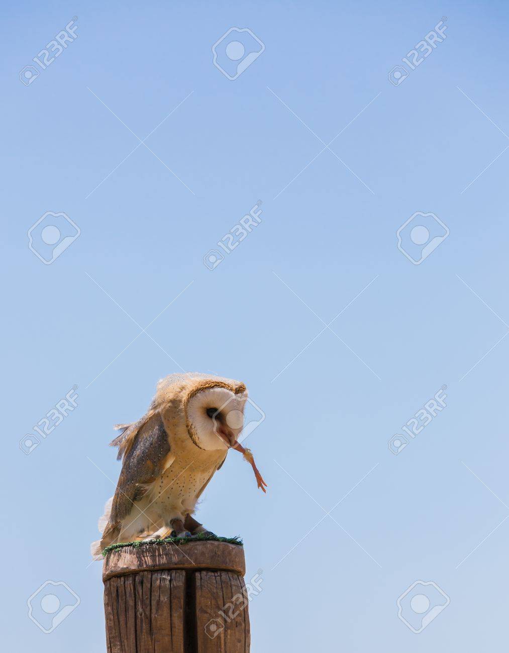 tyto alba barn owl over a wooden pole while eating a chick stock