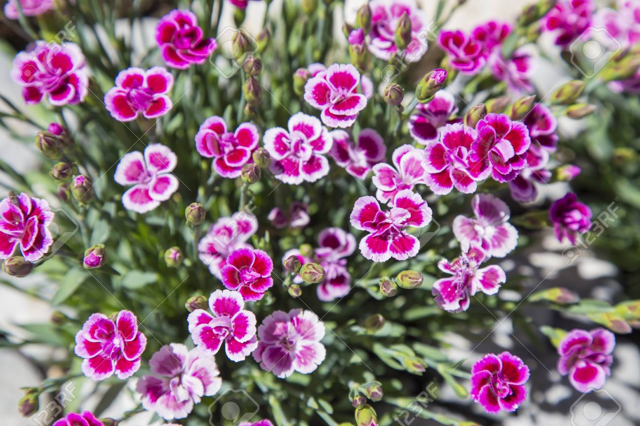 Rote Blumen Von Oben Gesehen Und Nah Im Steingarten Lizenzfreie Fotos Bilder Und Stock Fotografie Image 97510284