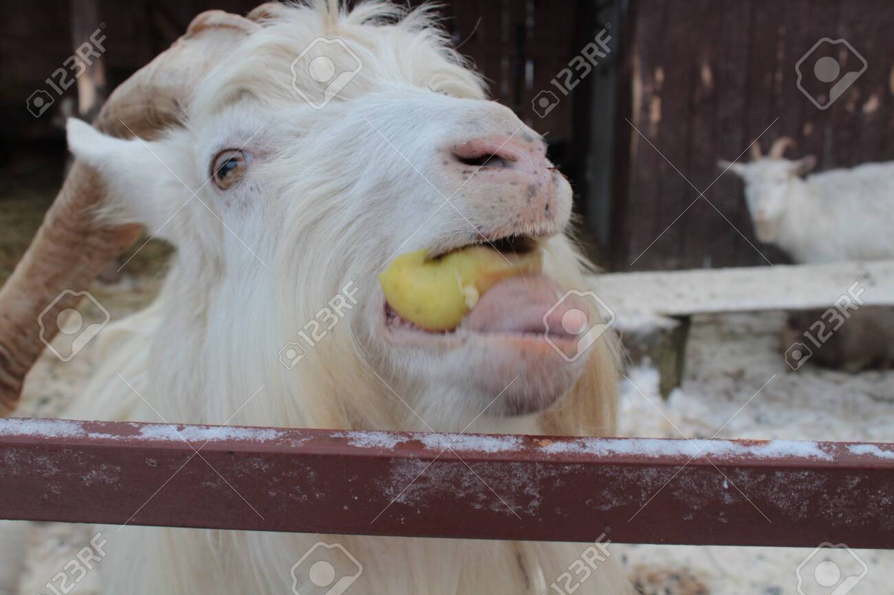 Pets in the stable. Beautiful white goat closeup. - 146164009 Pets in the stable. Beautiful white goat closeup. - 146164009