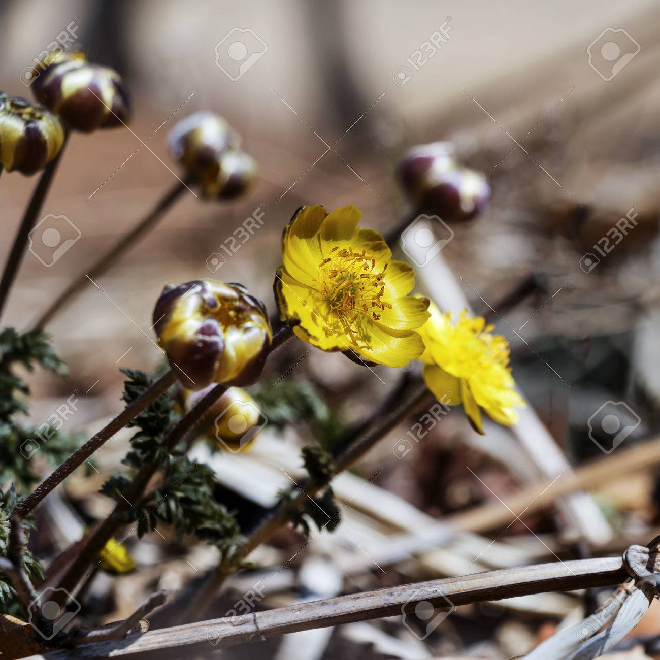 etiam-dictum-ipsum-a-felis