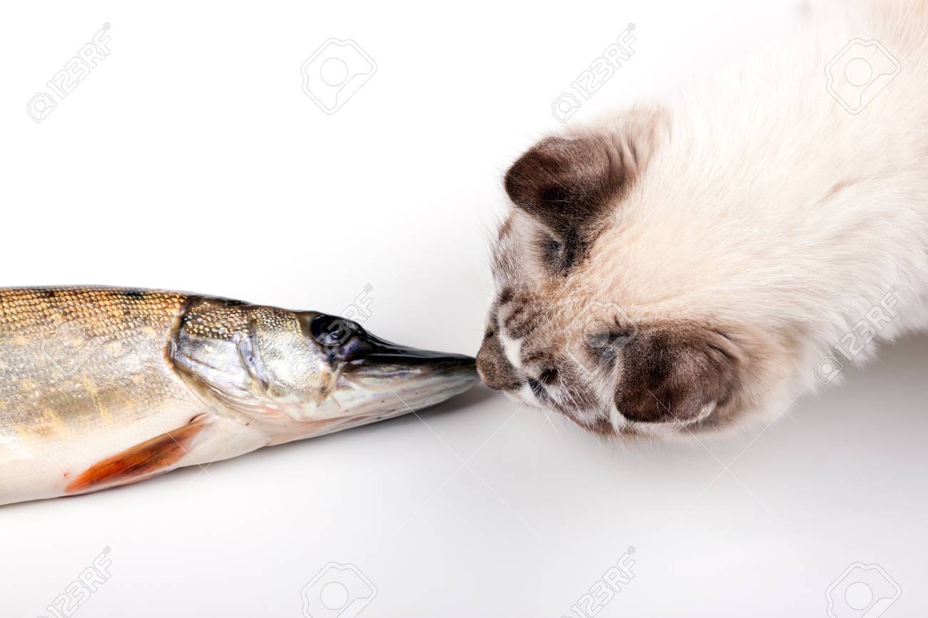 curious young cat playing with a freshly caught fish - 22135910 curious young cat playing with a freshly caught fish - 22135910