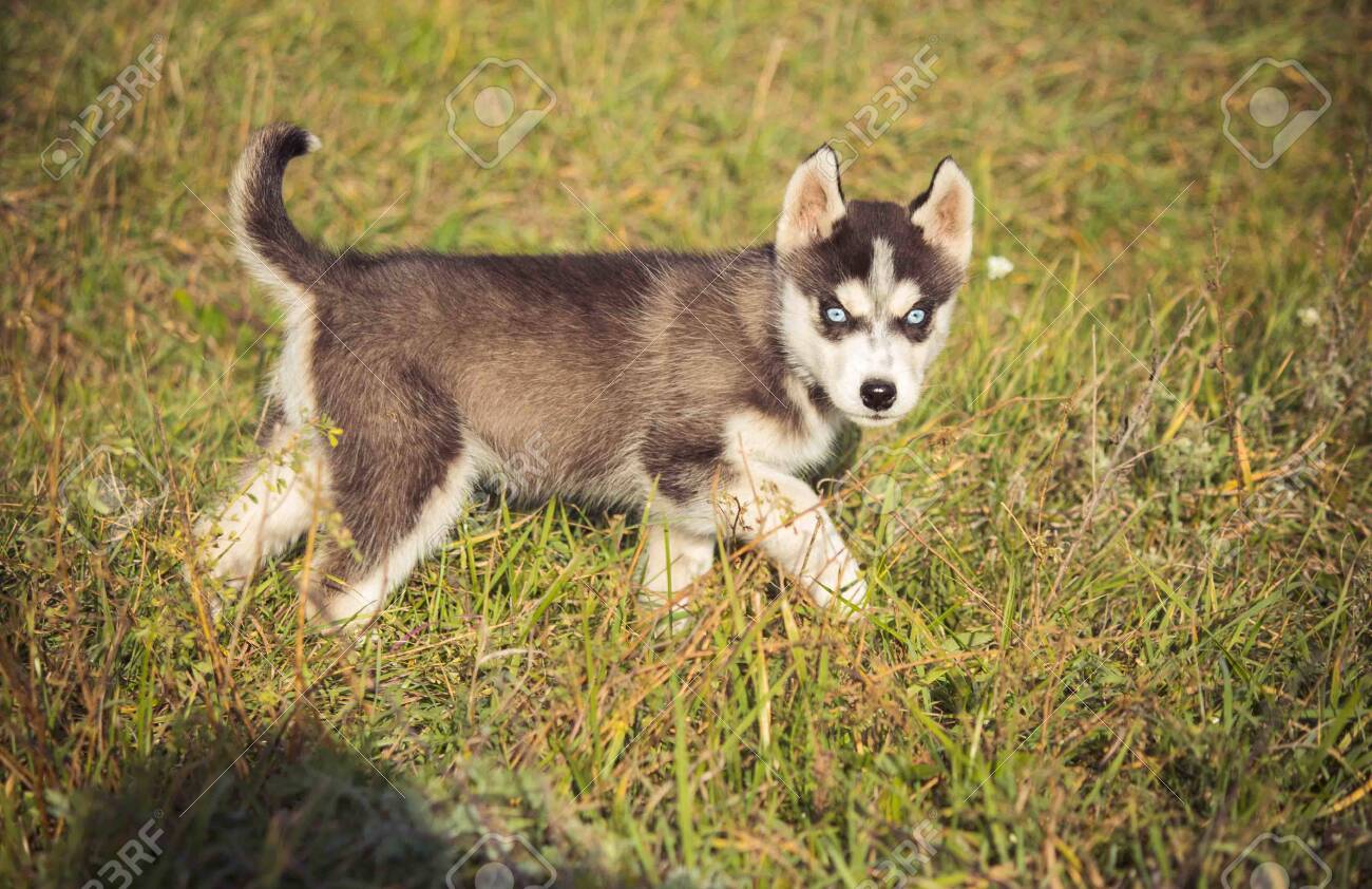 husky small