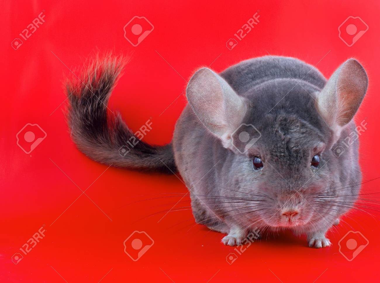 red chinchilla