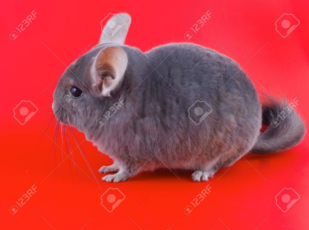 red chinchilla