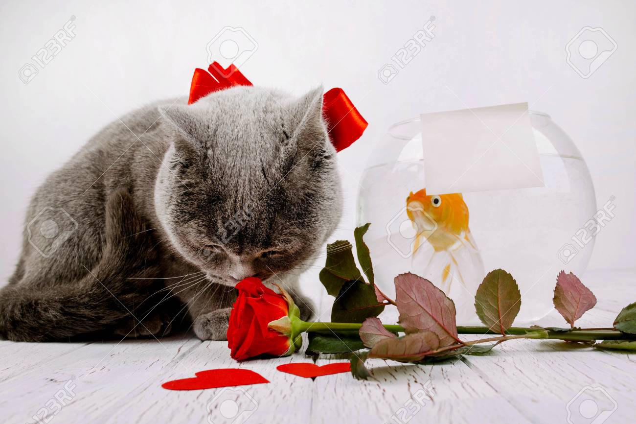 Chat Gris Assis Près De Laquarium Avec Poisson Et Rose Rouge