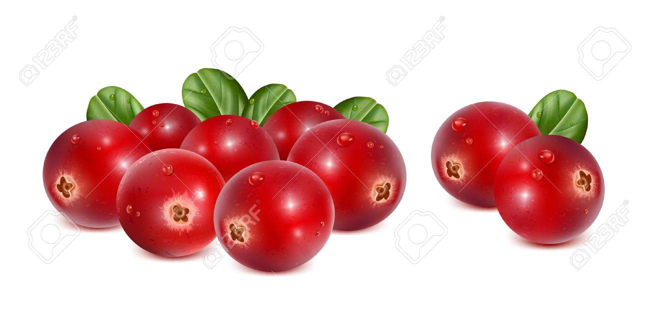 クランベリーの葉し 水の滴 のイラスト素材 ベクタ Image 1918