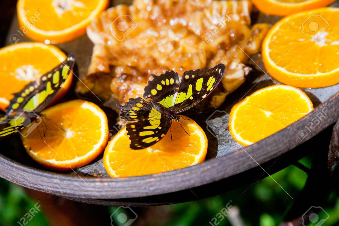 Black And Yellow Butterfly Feeding On Slices Of Oranges In
