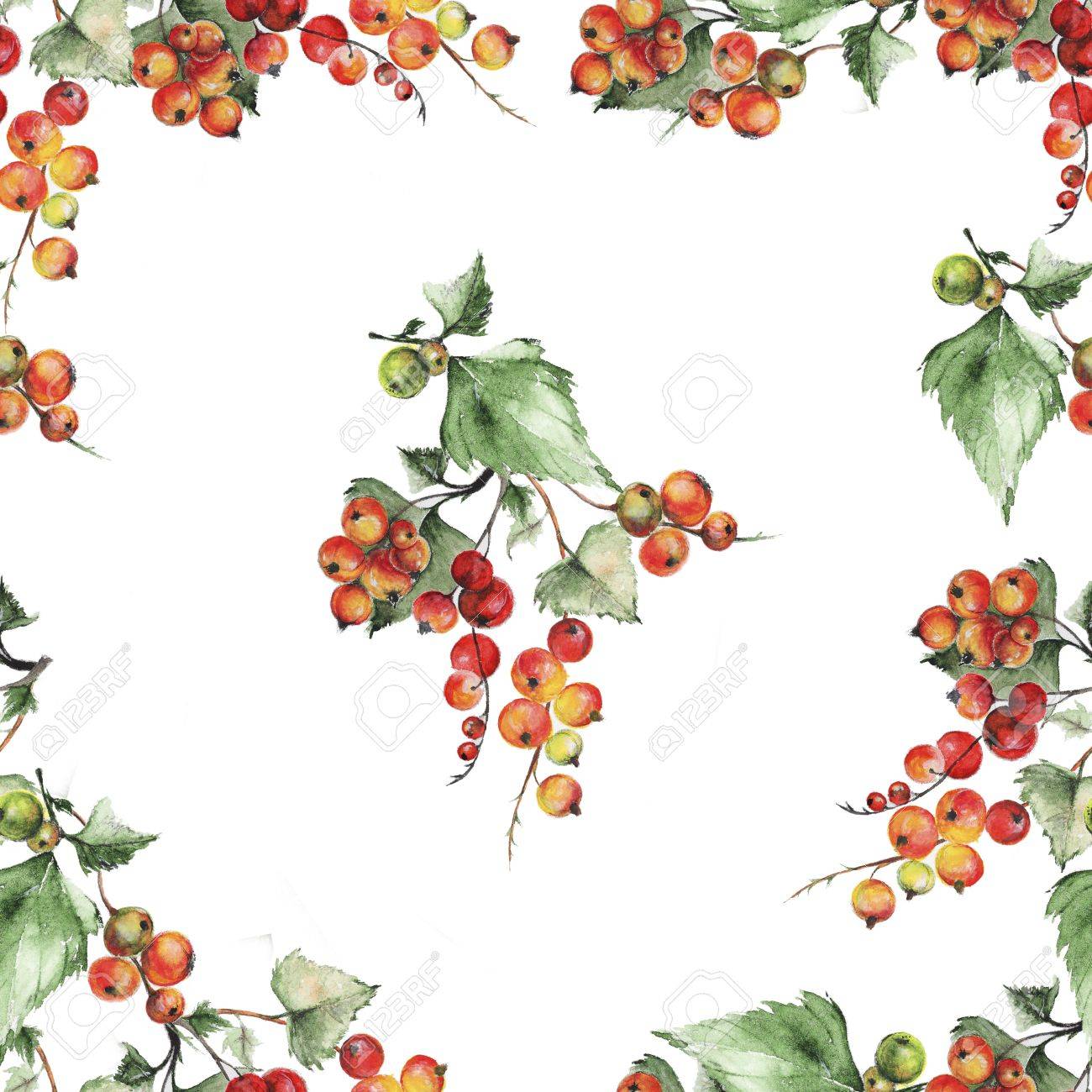 赤スグリの水彩イラストのシームレスなパターン 水彩レッドカラント パターン の写真素材 画像素材 Image