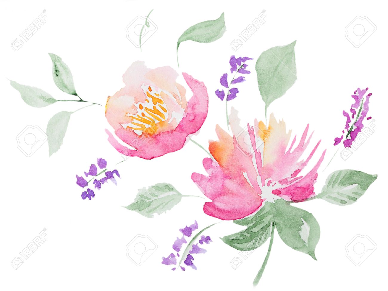 Abstract Watercolor Peon Watercolor Flowers Of Peon On White